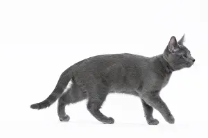 Chartreux: 80201851 Cat - Chartreux kitten Jean-Michel Labat