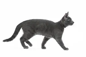 Chartreux: 80201852 Cat - Chartreux kitten Jean-Michel Labat