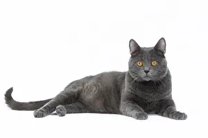 Chartreux: 80201853 Cat - Chartreux Jean-Michel Labat All