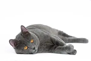 Chartreux: 80201854 Cat - Chartreux Jean-Michel Labat All