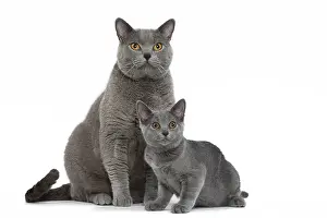 Chartreux: 80201855 Cat - Chartreux with kittens Jean-Michel