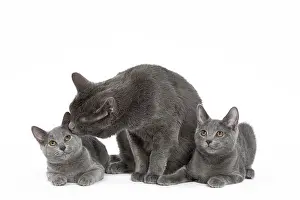 Chartreux: 80201856 Cat - Chartreux with kittens Jean-Michel