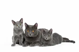 Chartreux: 80201857 Cat - Chartreux with kittens Jean-Michel