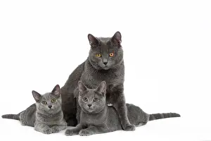 Chartreux: 80201858 Cat - Chartreux with kittens Jean-Michel