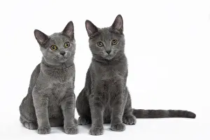 Chartreux: 80201859 Cat - Chartreux kittens Jean-Michel Labat
