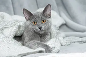 Chartreux: 80201860 Cat - Chartreux kitten Jean-Michel Labat