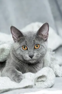 Chartreux: 80201861 Cat - Chartreux kitten Jean-Michel Labat