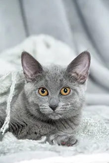 Chartreux: 80201862 Cat - Chartreux kitten Jean-Michel Labat