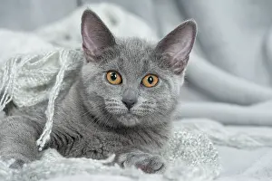 Chartreux: 80201863 Cat - Chartreux kitten Jean-Michel Labat