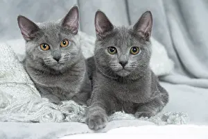 Chartreux: 80201864 Cat - Chartreux kittens Jean-Michel Labat