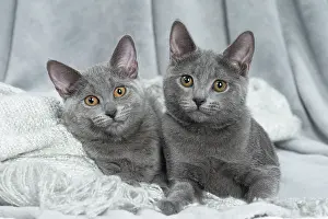 Chartreux: 80201865 Cat - Chartreux kittens Jean-Michel Labat