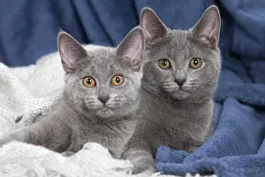 Chartreux: 80201866 Cat - Chartreux kittens Jean-Michel Labat