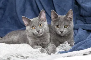 Chartreux: 80201867 Cat - Chartreux kittens Jean-Michel Labat