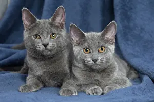 Chartreux: 80201868 Cat - Chartreux kittens Jean-Michel Labat