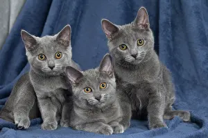 Chartreux: 80201869 Cat - Chartreux kittens Jean-Michel Labat