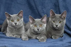 Chartreux: 80201870 Cat - Chartreux kittens Jean-Michel Labat