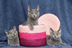 Chartreux: 80201872 Cat - Chartreux kittens Jean-Michel Labat