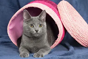 Chartreux: 80201873 Cat - Chartreux kitten Jean-Michel Labat