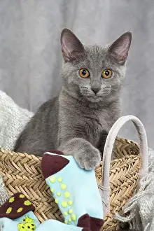 Chartreux: 80201874 Cat - Chartreux kitten Jean-Michel Labat
