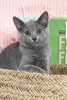 Chartreux: 80201875 Cat - Chartreux kitten Jean-Michel Labat