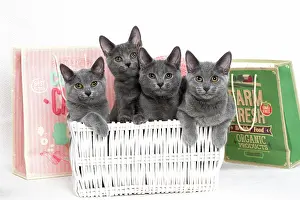 Chartreux: 80201876 Cat - Chartreux kittens Jean-Michel Labat