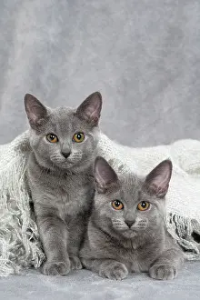Chartreux: 80201877 Cat - Chartreux kittens Jean-Michel Labat