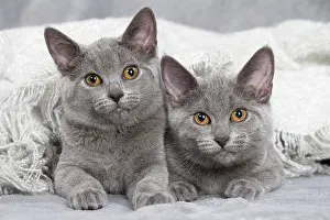 Chartreux: 80201878 Cat - Chartreux kittens Jean-Michel Labat