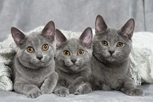Chartreux: 80201879 Cat - Chartreux kittens Jean-Michel Labat