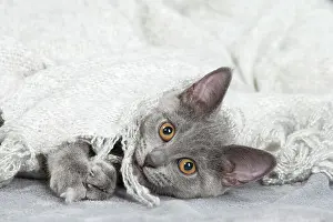 Chartreux: 80201880 Cat - Chartreux kitten Jean-Michel Labat