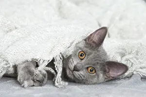 Chartreux: 80201881 Cat - Chartreux kitten Jean-Michel Labat