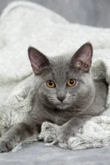 Chartreux: 80201882 Cat - Chartreux kitten Jean-Michel Labat