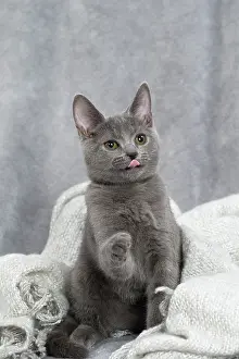 Chartreux: 80201883 Cat - Chartreux kitten Jean-Michel Labat