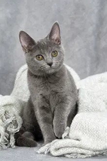 Chartreux: 80201884 Cat - Chartreux kitten Jean-Michel Labat