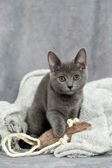 Chartreux: 80201885 Cat - Chartreux kitten Jean-Michel Labat