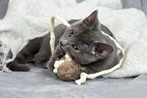 Chartreux: 80201886 Cat - Chartreux kitten Jean-Michel Labat
