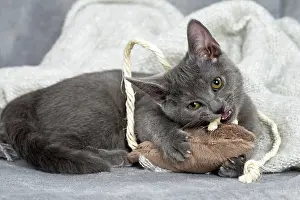 Chartreux: 80201887 Cat - Chartreux kitten Jean-Michel Labat