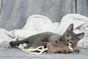 Chartreux: 80201888 Cat - Chartreux kitten Jean-Michel Labat