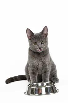 Chartreux: 80201889 Cat - Chartreux kitten Jean-Michel Labat