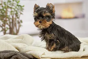 Yorkie: 80201890 Dog - Yorkshire Terrier / Yorkie puppy