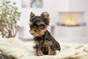 Yorkie: 80201891 Dog - Yorkshire Terrier / Yorkie puppy