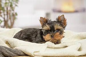 Yorkie: 80201892 Dog - Yorkshire Terrier / Yorkie puppy