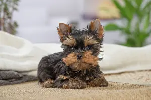 Yorkie: 80201893 Dog - Yorkshire Terrier / Yorkie puppy