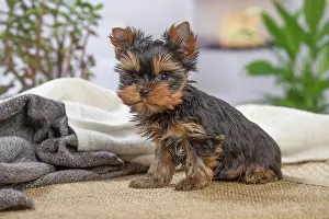 Yorkie: 80201894 Dog - Yorkshire Terrier / Yorkie puppy