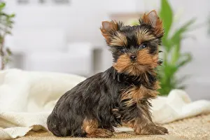 Yorkie: 80201895 Dog - Yorkshire Terrier / Yorkie puppy