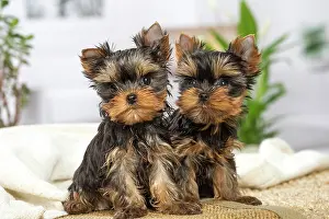 Yorkie: 80201896 Dog - Yorkshire Terrier / Yorkie puppies
