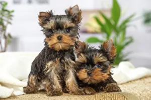 Yorkie: 80201897 Dog - Yorkshire Terrier / Yorkie puppies