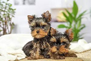 Yorkie: 80201898 Dog - Yorkshire Terrier / Yorkie puppies