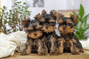 Yorkie: 80201899 Dog - Yorkshire Terrier / Yorkie puppies