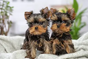 Yorkie: 80201900 Dog - Yorkshire Terrier / Yorkie puppies