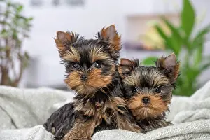 Yorkie: 80201901 Dog - Yorkshire Terrier / Yorkie puppies